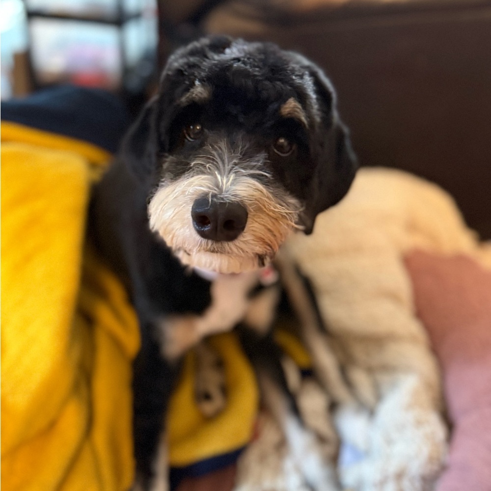 Meet your Posher, Kelli